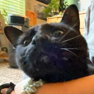 Meet your Posher, Wendy